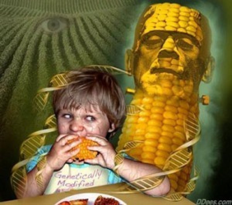 franken corn DNA