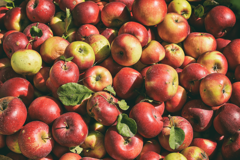 free photo of abundance of apples
