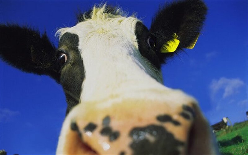 freisan cow b