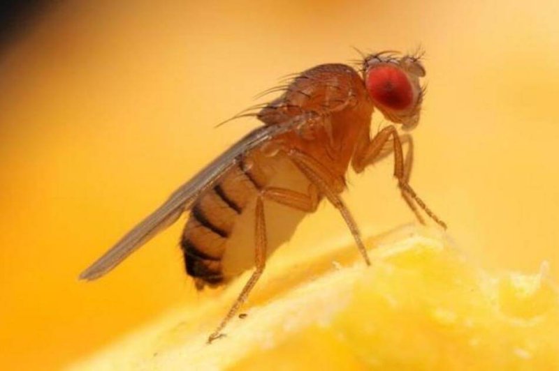 fruit flies refuse to lay their eggs in lion poop