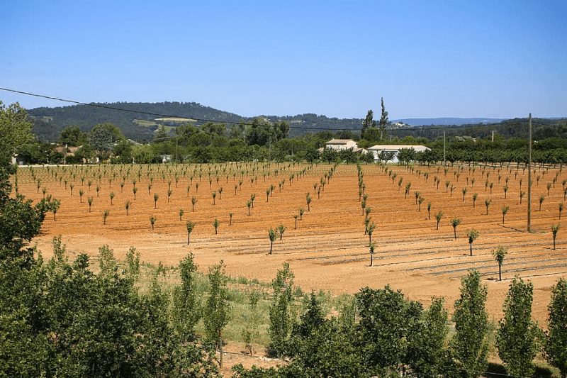 fruit trees fruit fields drought south of france