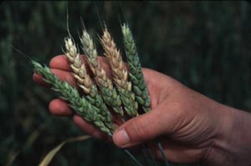Fungal blights may be harmful to human health. As such, a safer, blight resistant wheat may win the hearts of organic farmers. Credit: American Phytopathological Society