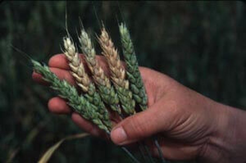 Fungal blights may be harmful to human health. As such, a safer, blight resistant wheat may win the hearts of organic farmers. Credit: American Phytopathological Society