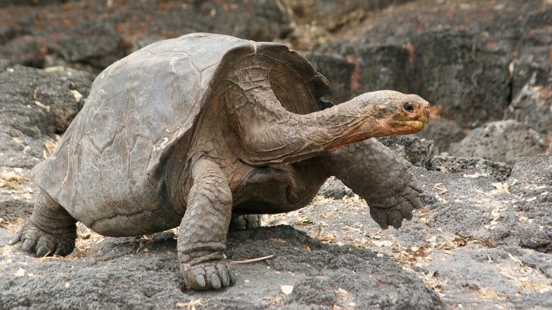 galapagos tortoise large ngsversion