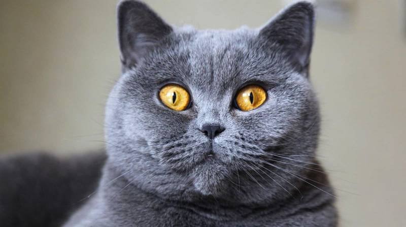 gambar kucing british shorthair