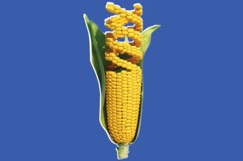 gene corn