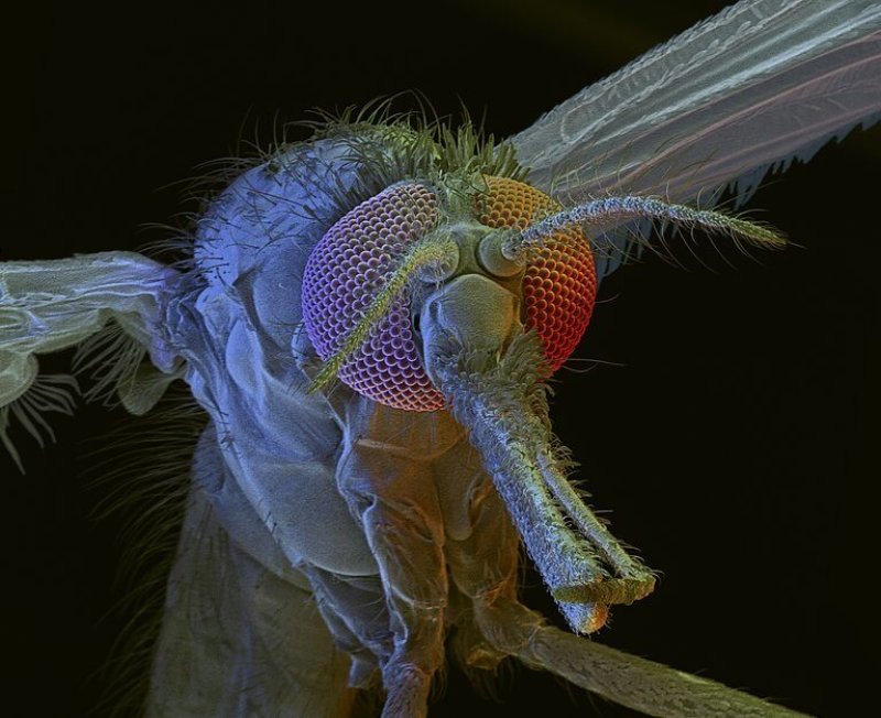 gene drive