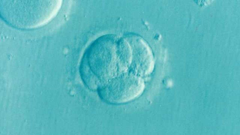 gene involved in embryo development identified using crisprcas