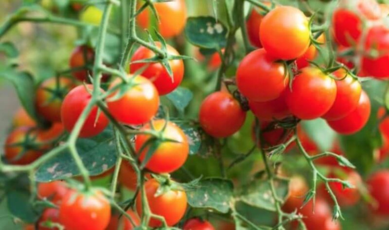 genetic engineering tomato plants x
