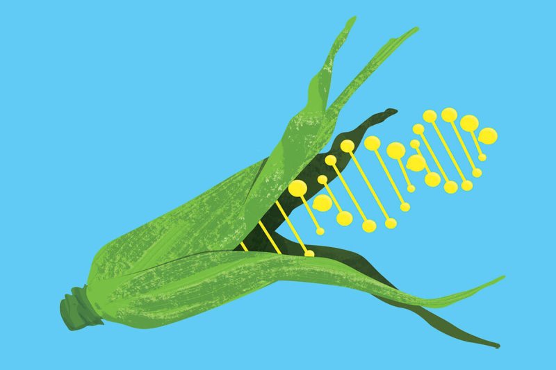 genetically modify food debate
