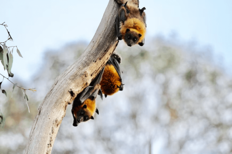 Bats rarely get viruses and cancer, and live extraordinarily long lives. Can that help guide human care?