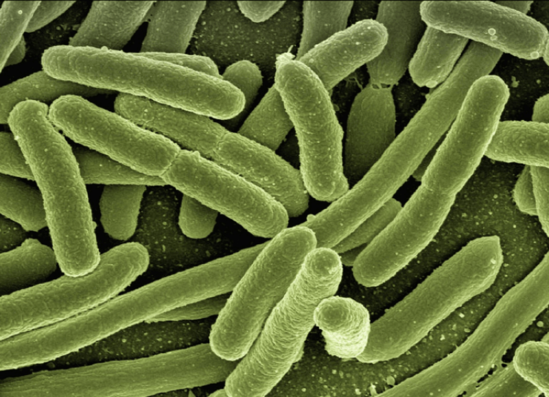 Our intestines are teeming with bacteria. Could bloodstreams have a microbiome too?