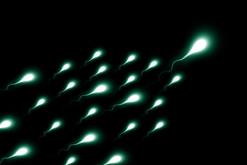 550 children and counting: Danish man who lied to fertility clinics that he was only donating his sperm to them is banned for creating an ‘unwanted kinship network’