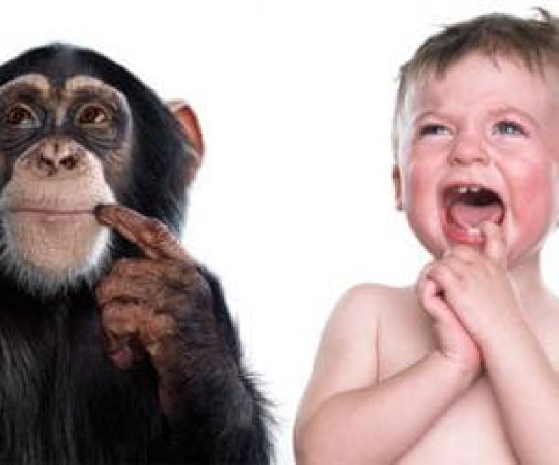 gestures chimps and human infants amaze researchers
