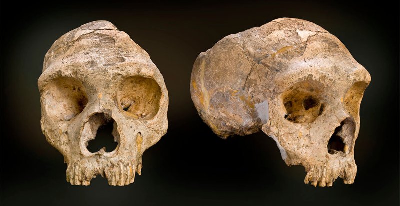 gibraltar neanderthal full width