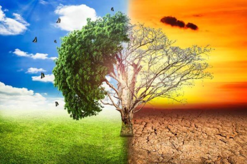 global warming climate change tree big stock x
