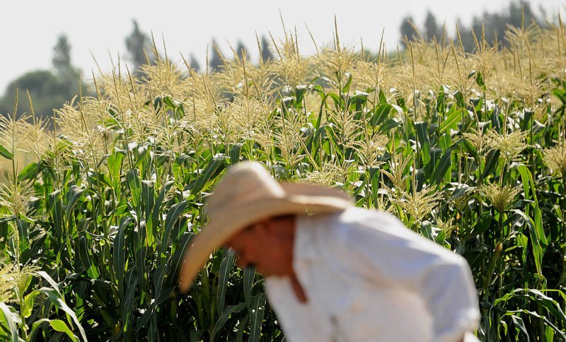 gmo corn