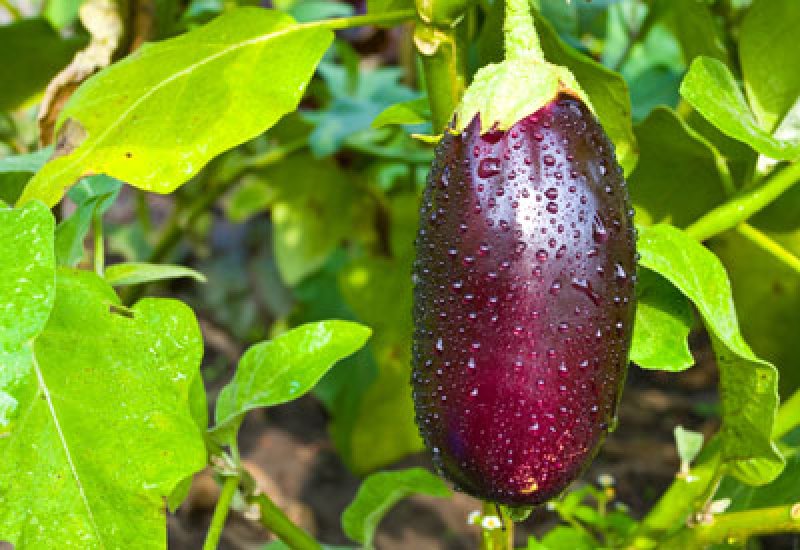 gmo eggplant