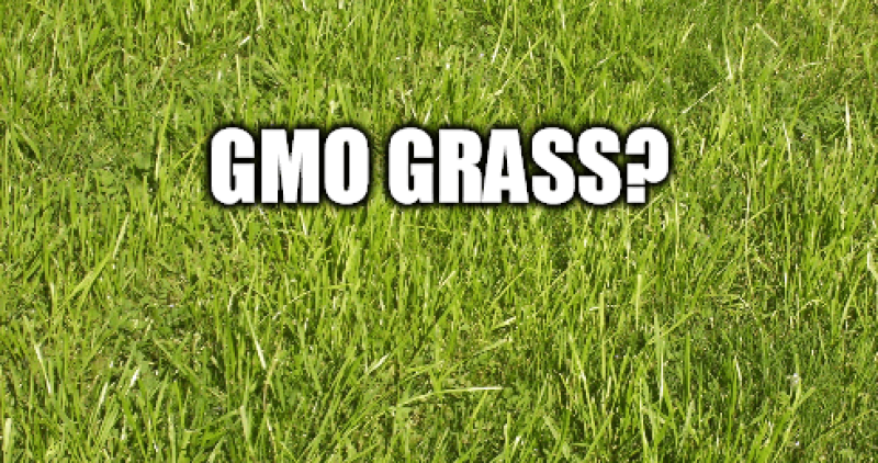 gmo grass