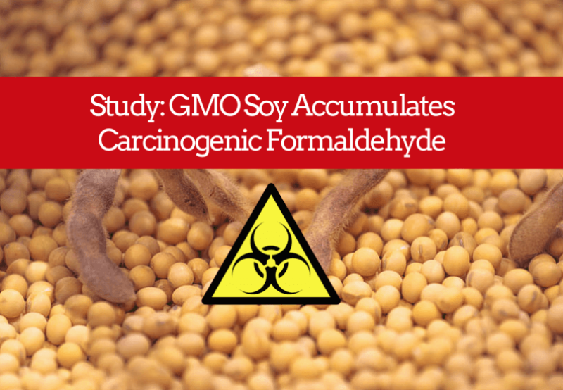 gmo soy accumulates formaldehyde greenmedinfo com