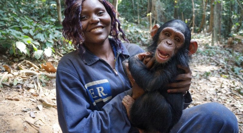 At a sanctuary in Cameroon, caregiver Henriette holds Gnala, a 2-year-old chimpanzee who had previously lived in a human household as a pet. Credit: Amy Hanes/Sanaga-Yong Chimpanzee Rescue