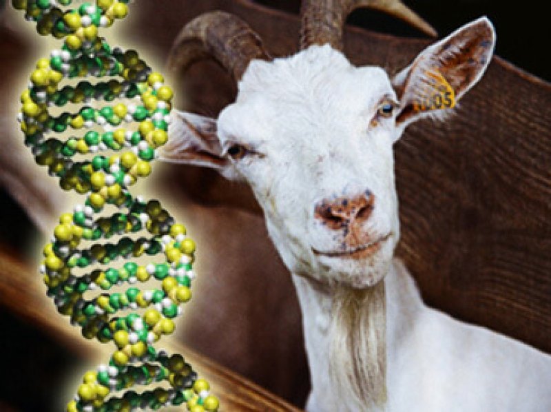 goat DNA