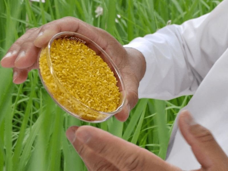 golden rice