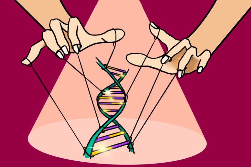 Gene editing is a tool that, unlike earlier methods such as genetic modification, is more precise in targeting changes to specific locations within the genome.