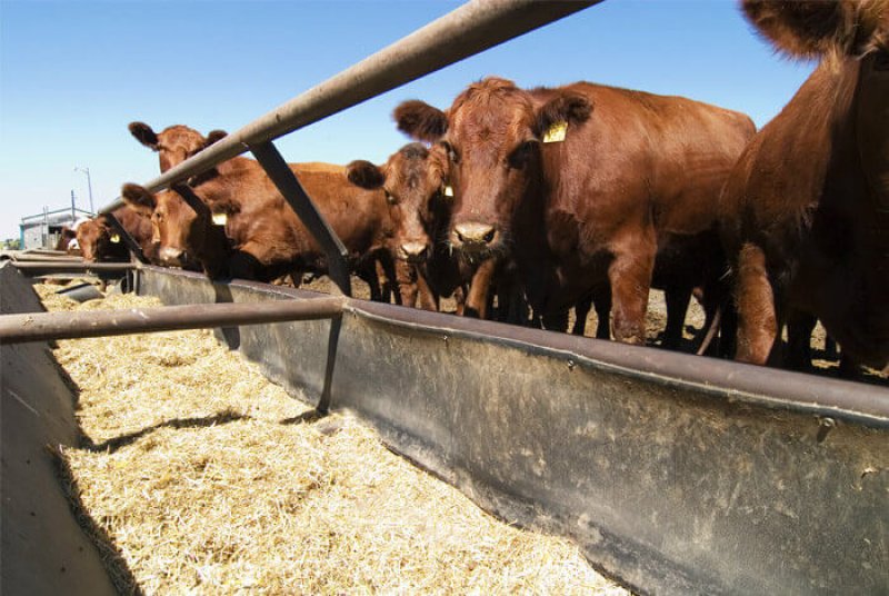 grain fed cattle