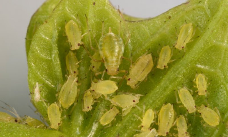 Nymph forms of Myzus Persicae, one of the aphid species most associated with transmitting yellow beet virus. Credit: Lyle Buss