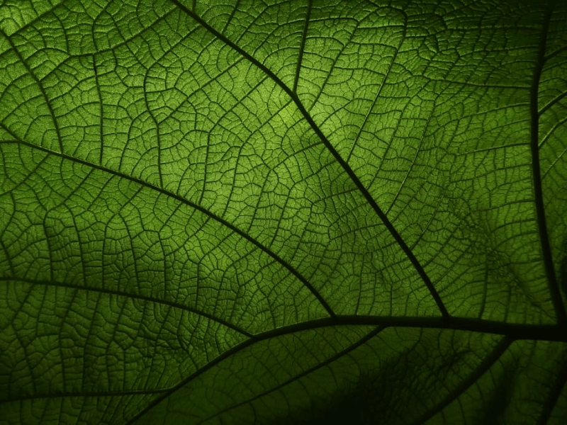 green veins leaf plant pattern greenery