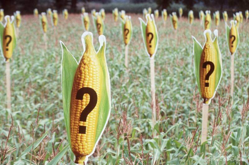 greenpeace marks a maize field