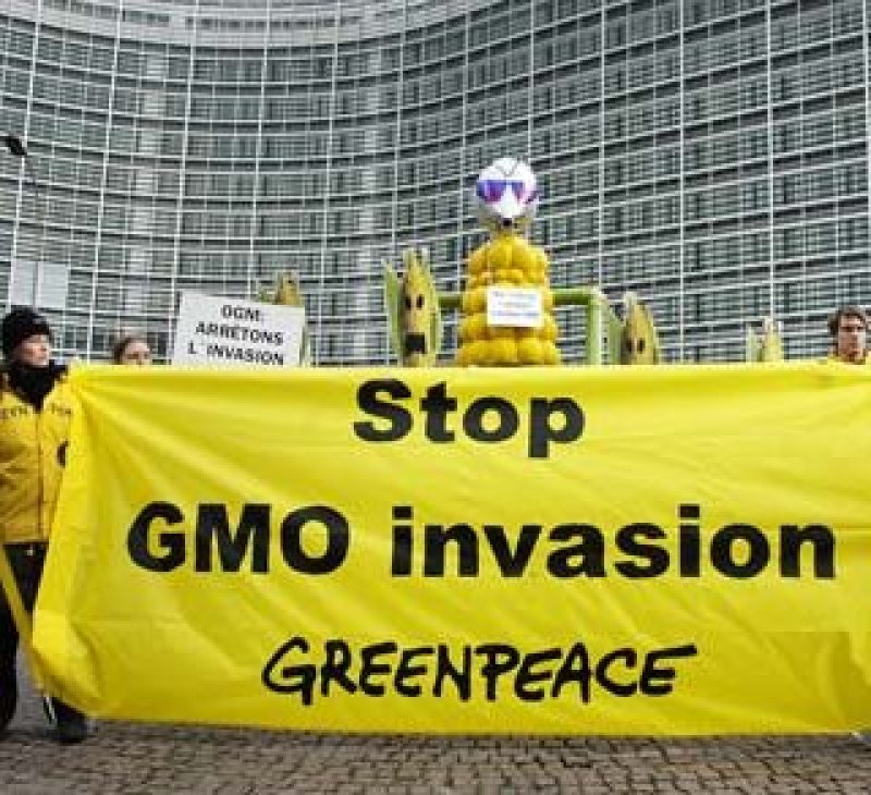 greenpeace stop gmo invasio e