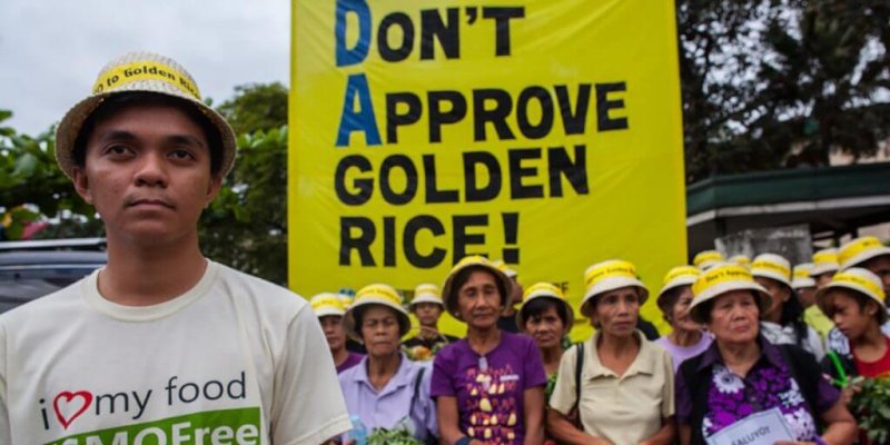 greenpeace activity do not approve golden rice x x