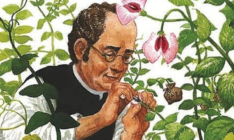Artwork of Gregor Mendel working on pea plants. Credit: Outschool