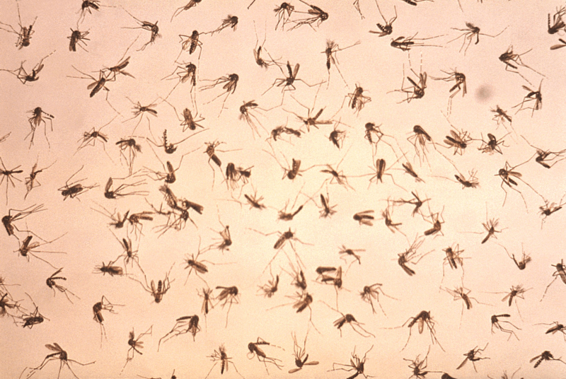 group of dead adult mosquitoes scattered uniformly throught the field of view during a vector control study