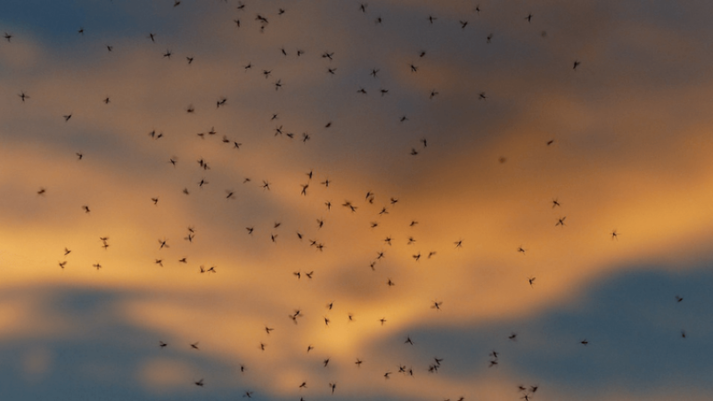 Climate change ripple effect: Rising temperatures allow mosquitoes to spread across Africa, bringing malaria with them