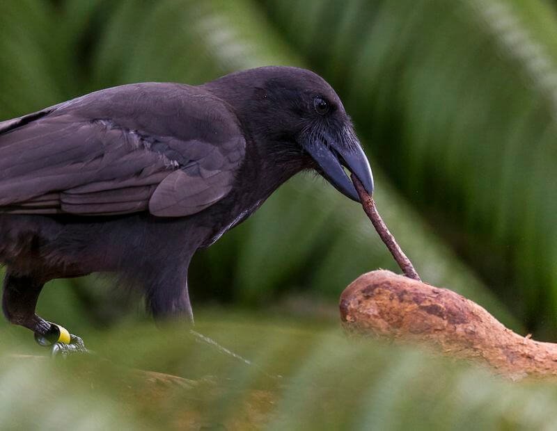 hawaiian crow tool use