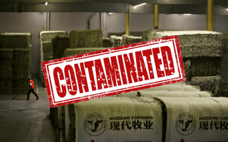 hay china alfalfa gmo contaminated