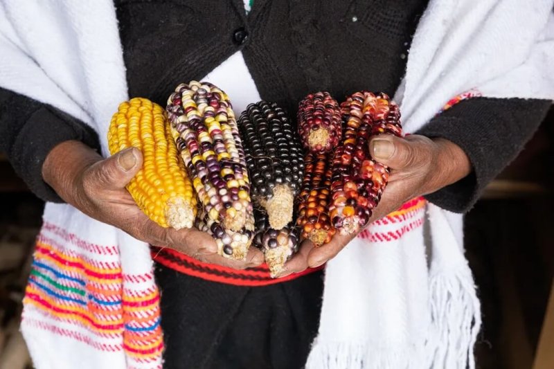 Bolivia is known for diverse varieties of crops, similar to this heirloom maize, but for some reason, GM maize remains banned. Credit: Shava Cueva