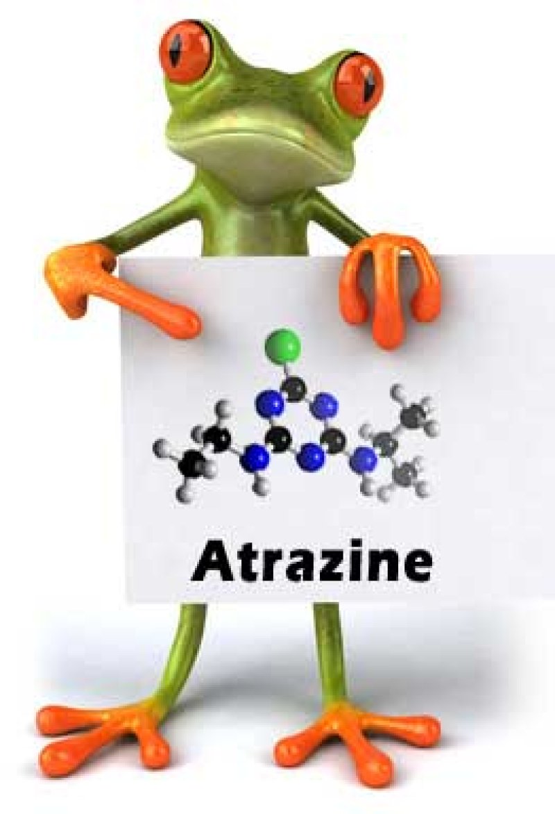 herrmaphrodite frog atrazine