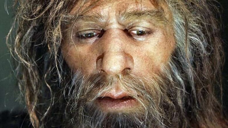 hi neanderthal