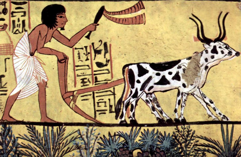 Ancient Egyptian plowing farmer scene from the burial chamber of Sennedjem. Credit: The Yorck Project