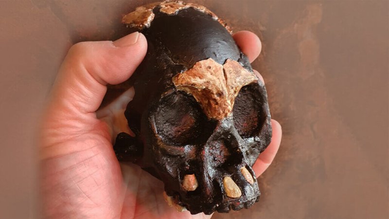 This view of the reconstructed skull, held by a human hand, provides a sense of scale. Credit: Science News