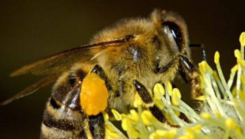 honey bee on flower e