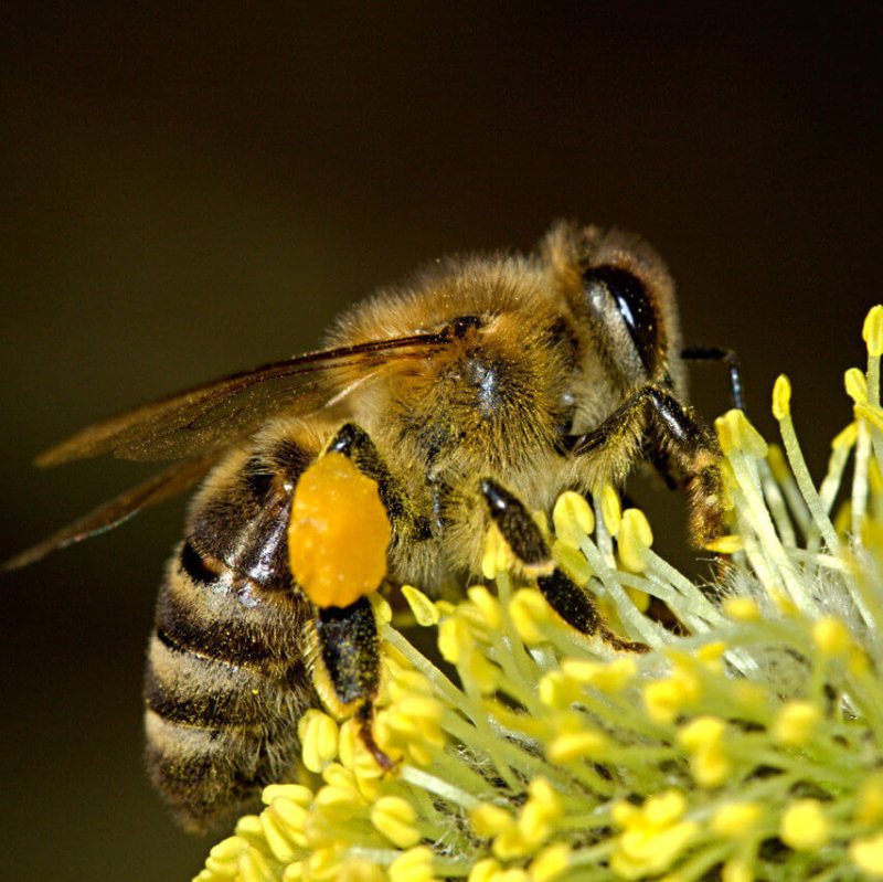 honey bee on flower e