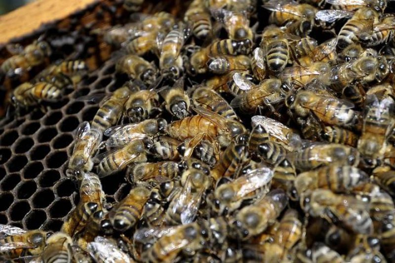 honey bees