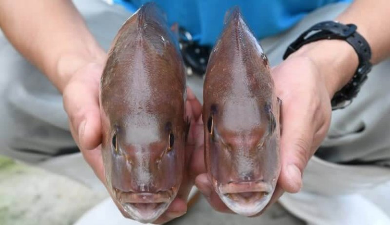 Gene edited sea bream (left). Credit: Kindai University's Aquaculture Laboratory/Nikkei