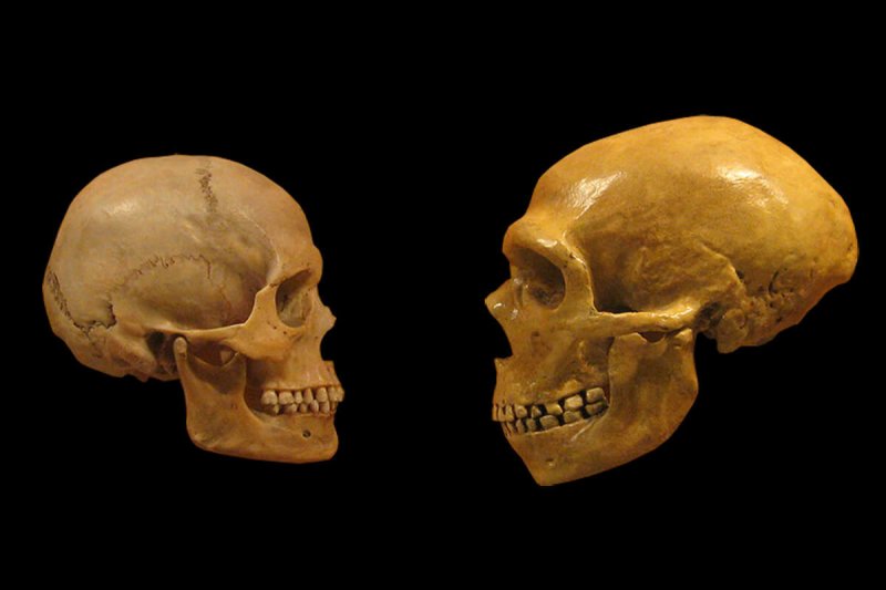 Human and Neanderthal skulls. Credit: The Verge