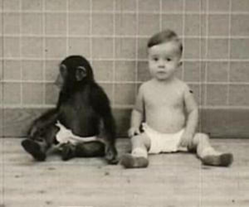 chimpanzee vs human face